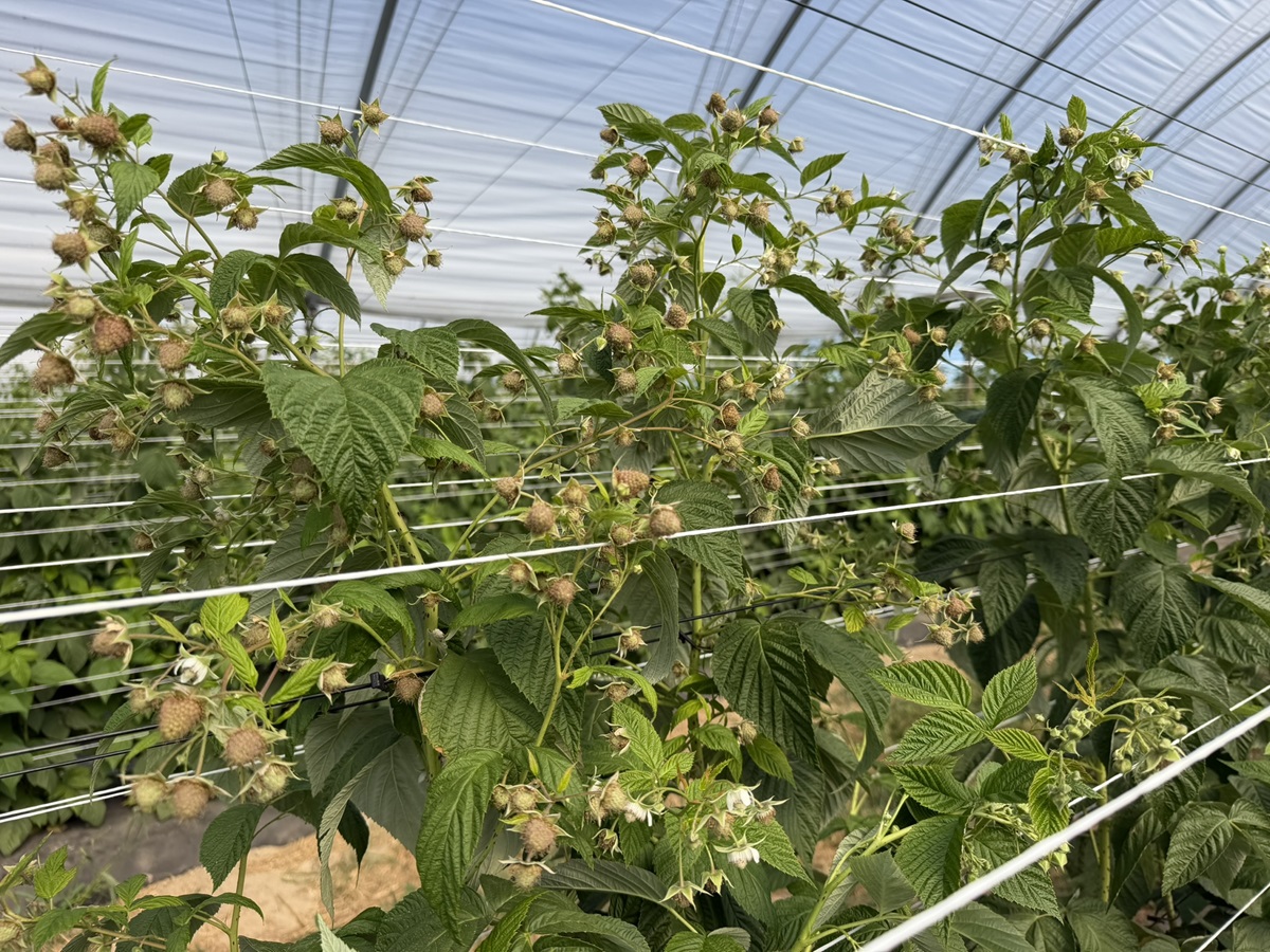 Mikrobiologia w uprawie malin – rozwiązania Bioagris w praktyce na Malinowym Factory