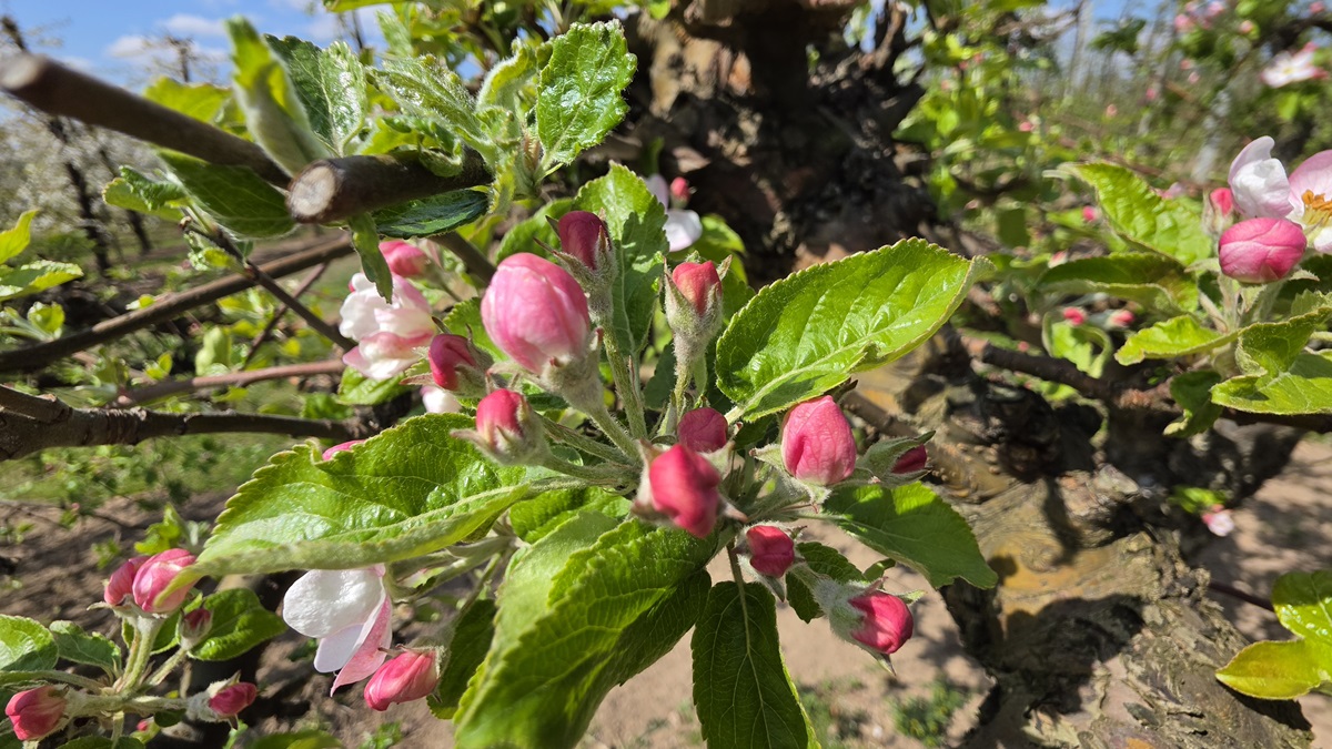Kompleksowa strategia nawożenia jabłoni i gruszy w kluczowych fazach rozwoju