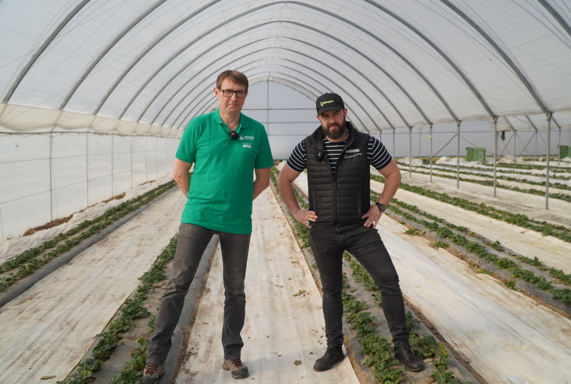 Regeneracja i ochrona truskawek po zimie