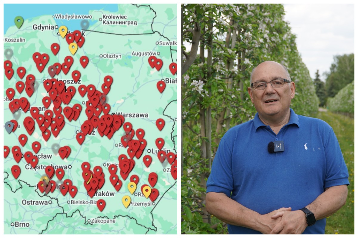 Wysokie zagrożenie chorobami – jak przygotować jabłonie i grusze po przymrozkach?