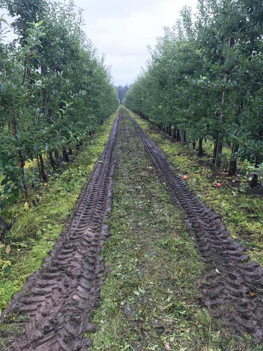 Wskazówki D.Poszywała – Zabiegi po zbiorach, 14.10