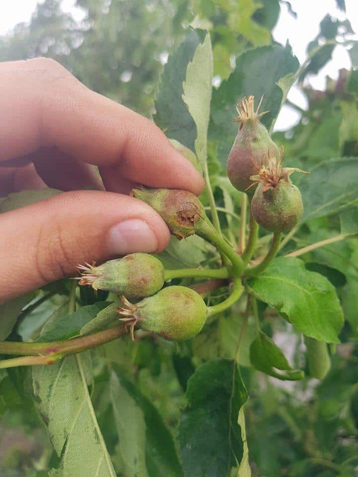 KOMUNIKAT SKS 13 2018-05-23, JABŁONIE/GRADOBICIE