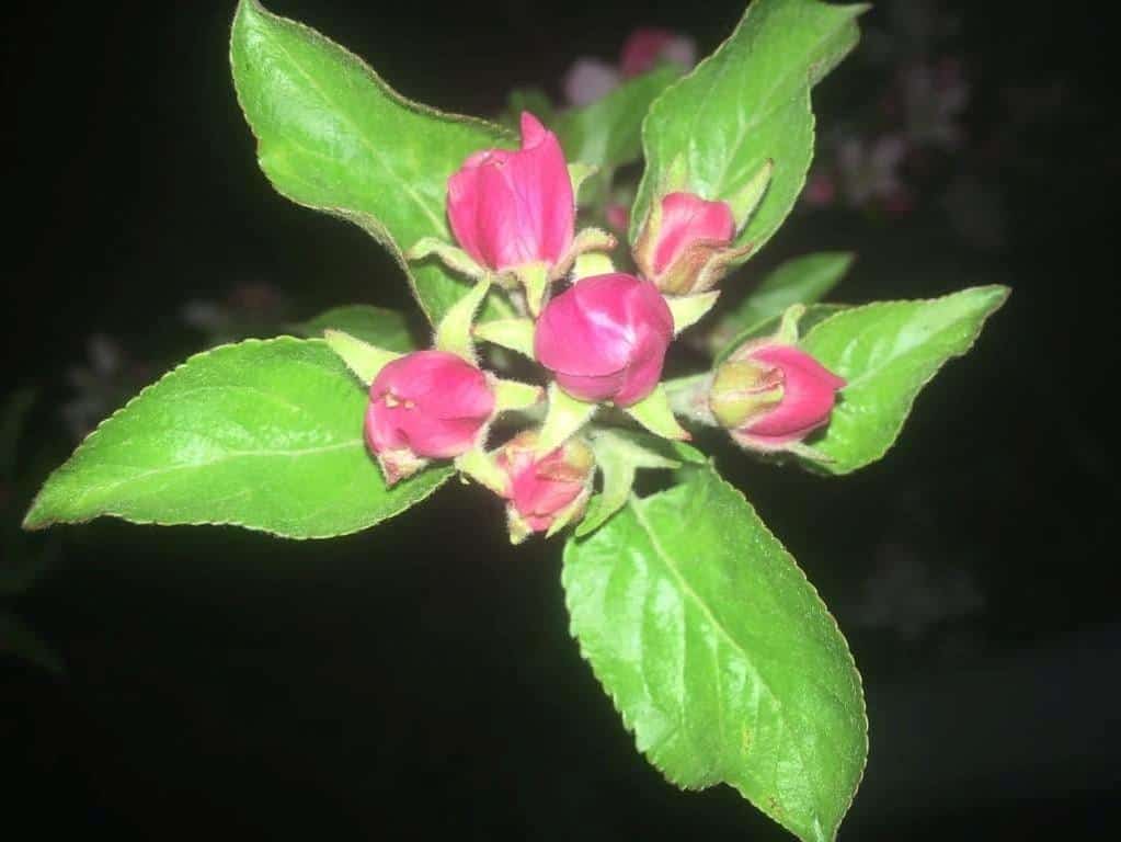 KOMUNIKAT SADOWNICZY FA (SKS) NR 5 25.04.2019