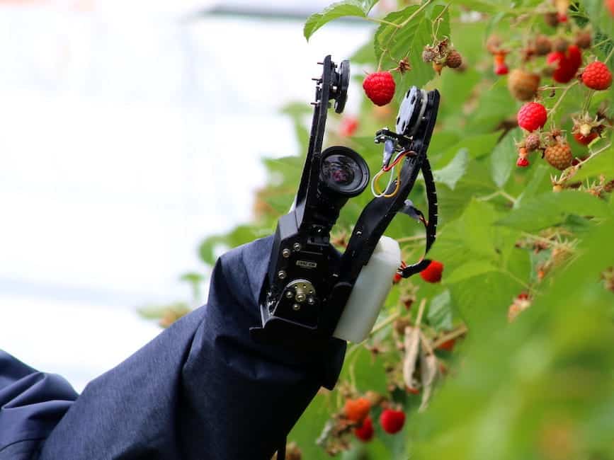 Trwają prace nad robotem do zbioru malin