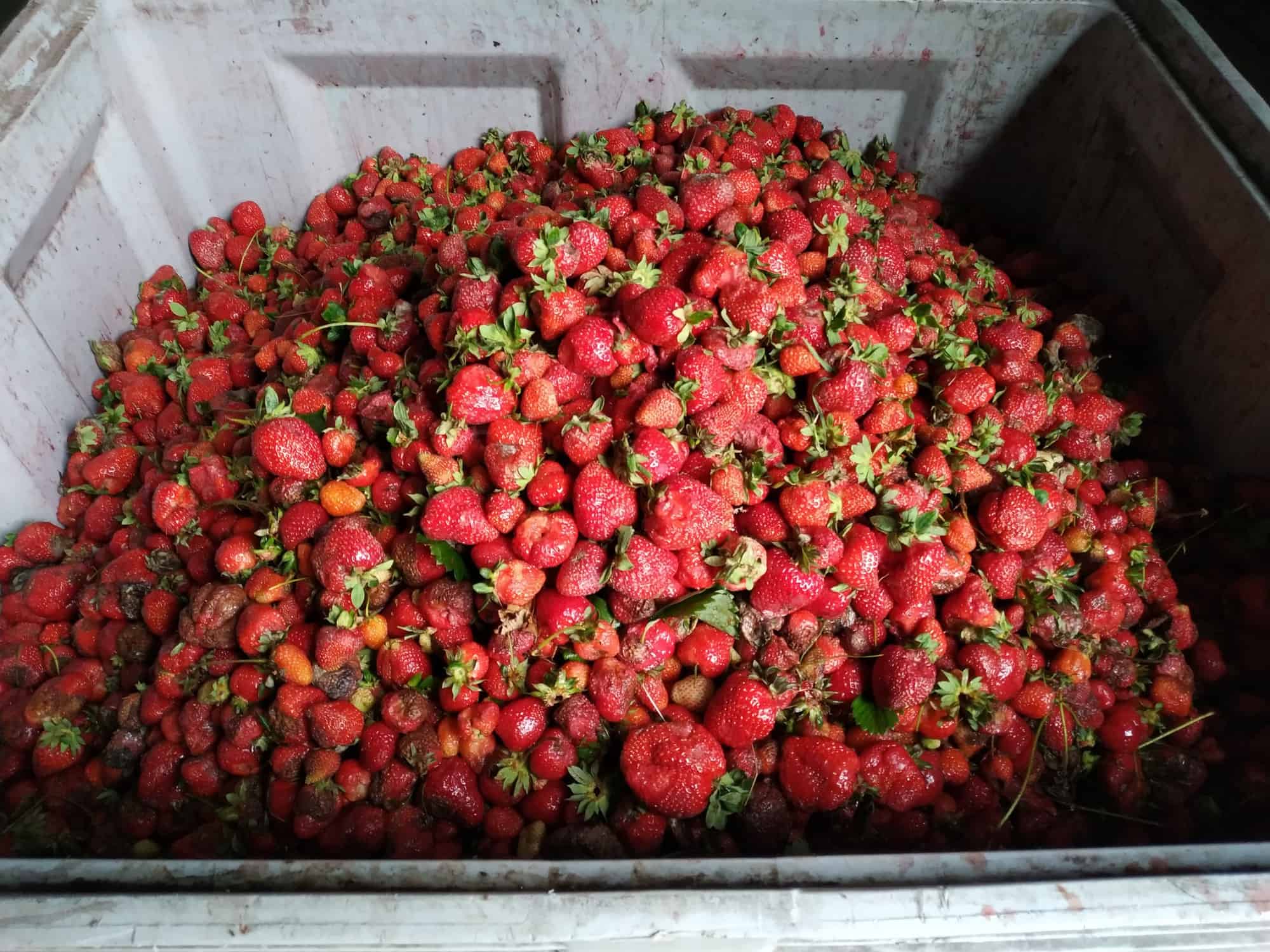 Dlaczego wiele skupów było dziś zamkniętych? 