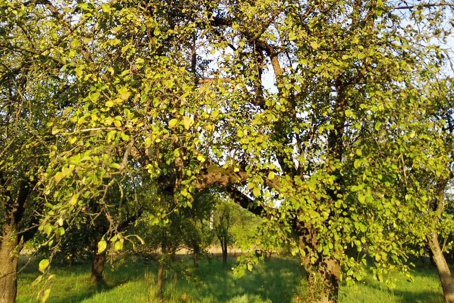 Tej jesieni jabłka z dzikich sadów nie zasypią punktów skupu