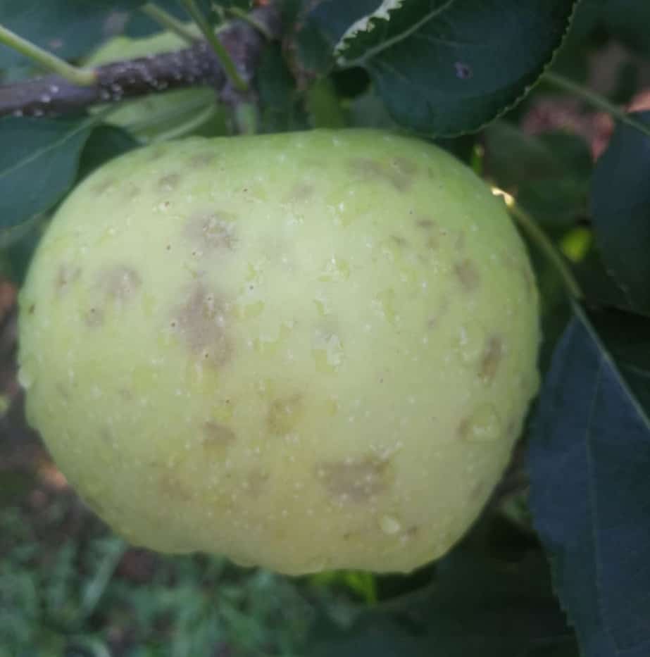 Poranne gradobicie w powiecie sandomierskim
