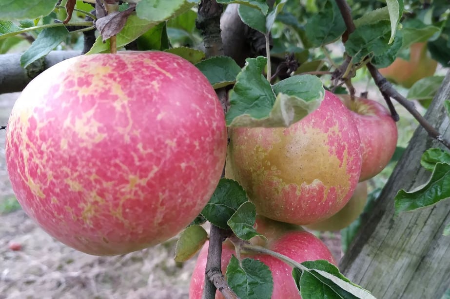 Są stawki za II klasę jabłek