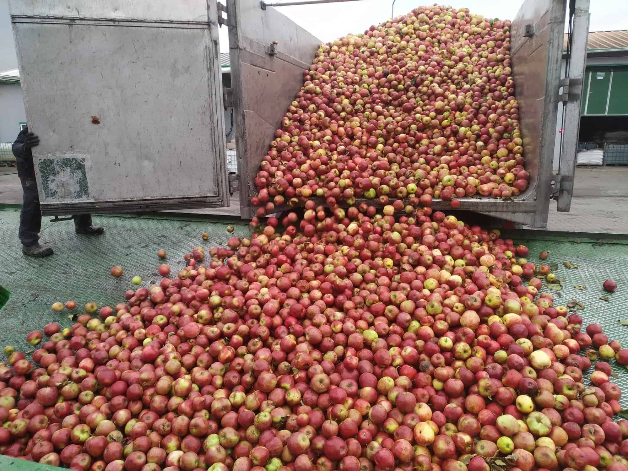 Długa droga spod drzewa do zakładu