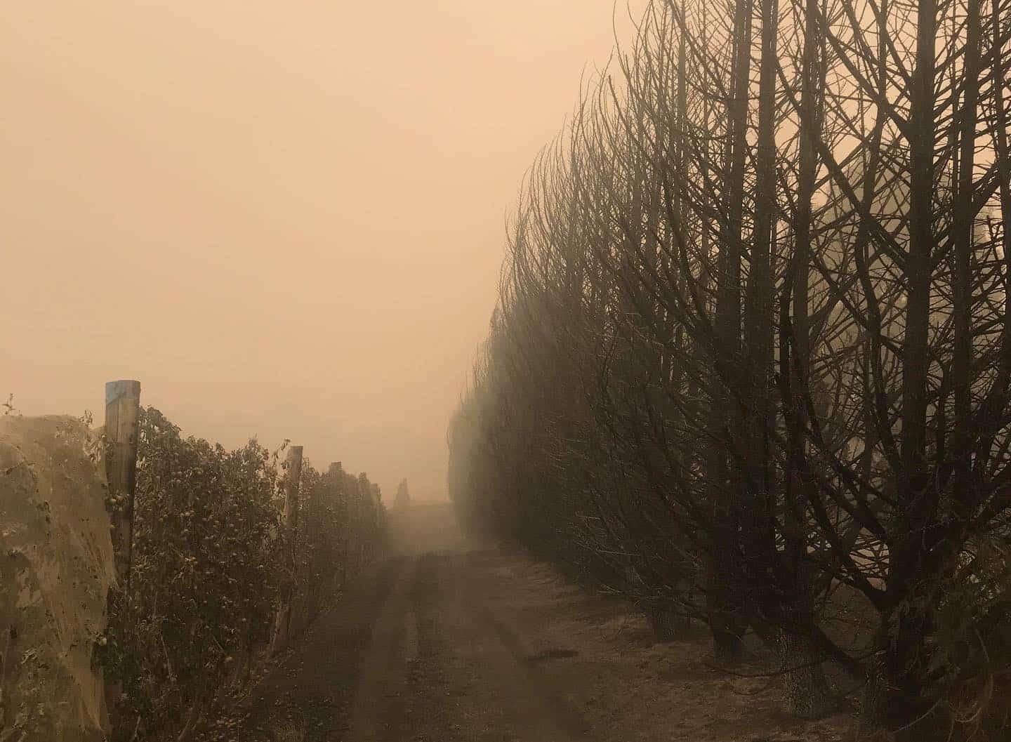 Australia: Trwa szacowanie szkód w sadach