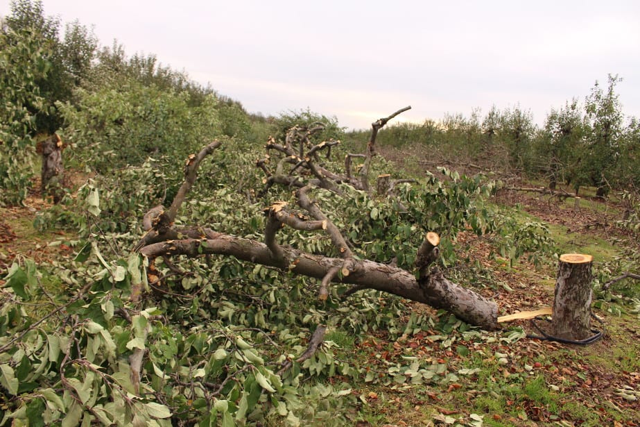 W tym roku karczujemy więcej...