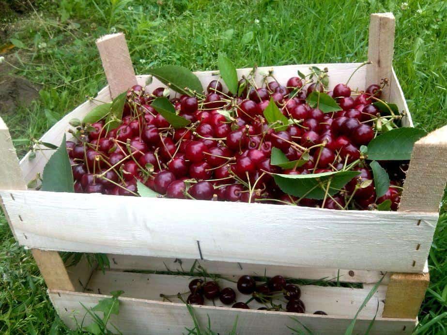 Cena za wiśnie jest dobra, tylko towaru brak