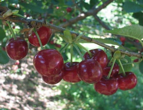 Wysokie ceny skupu nie powinny być zachętą do zakładania nowych sadów wiśniowych – Profesor Makosz