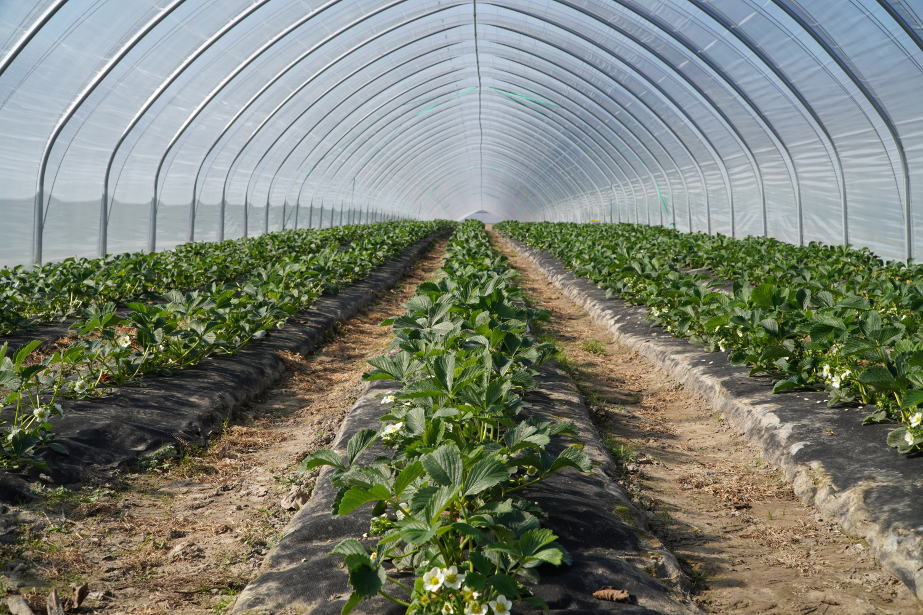 Zbiór truskawek: mało czasu a rozwiązań brak