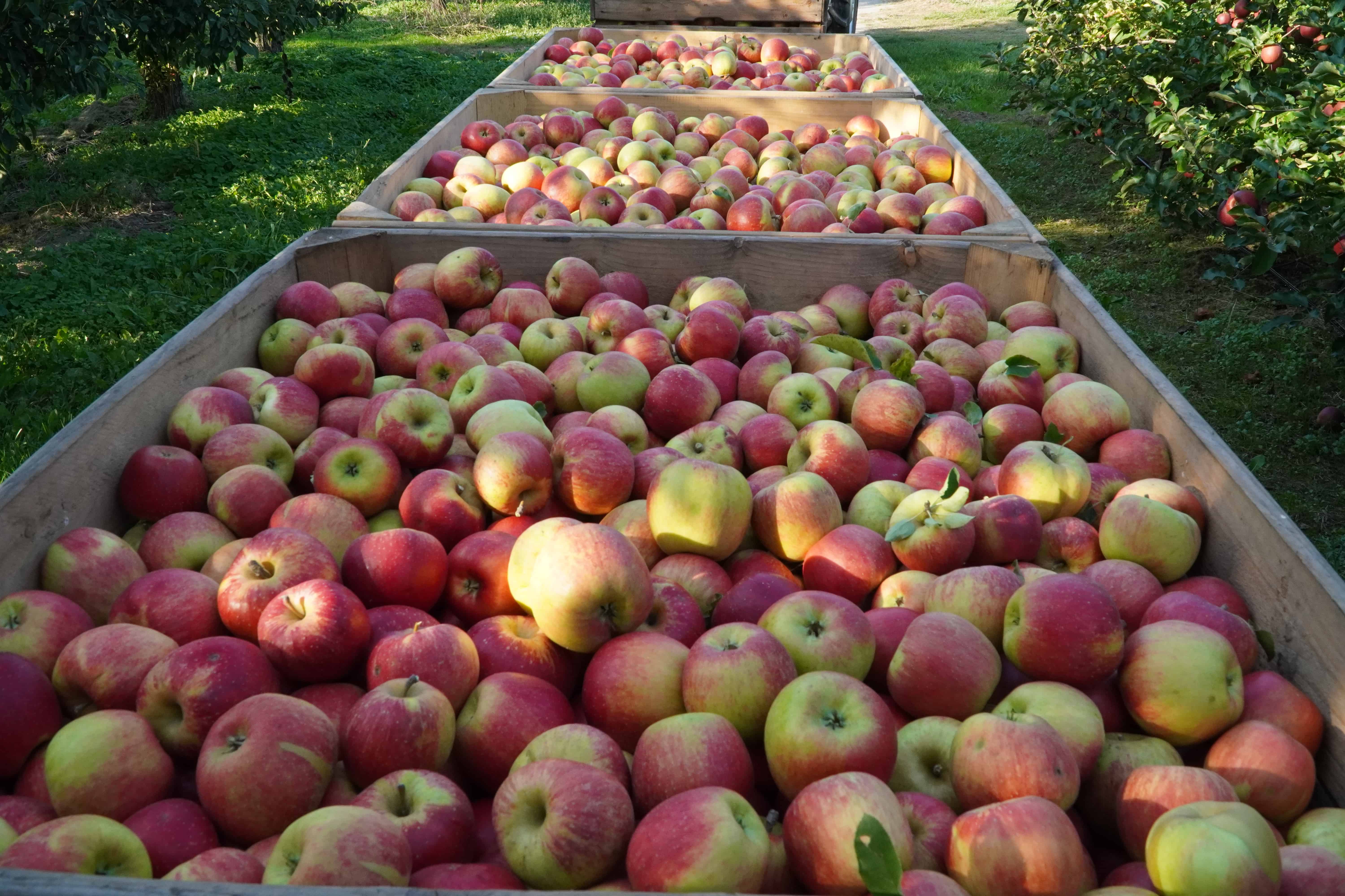 Związek Sadowników organizuje pikietę w związku z obniżką cen zakupu jabłek