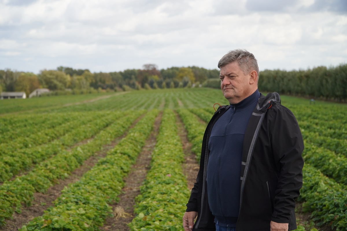 Truskawki jesienią. Ostatnie zabiegi przed zimą i przygotowanie plantacji do spoczynku
