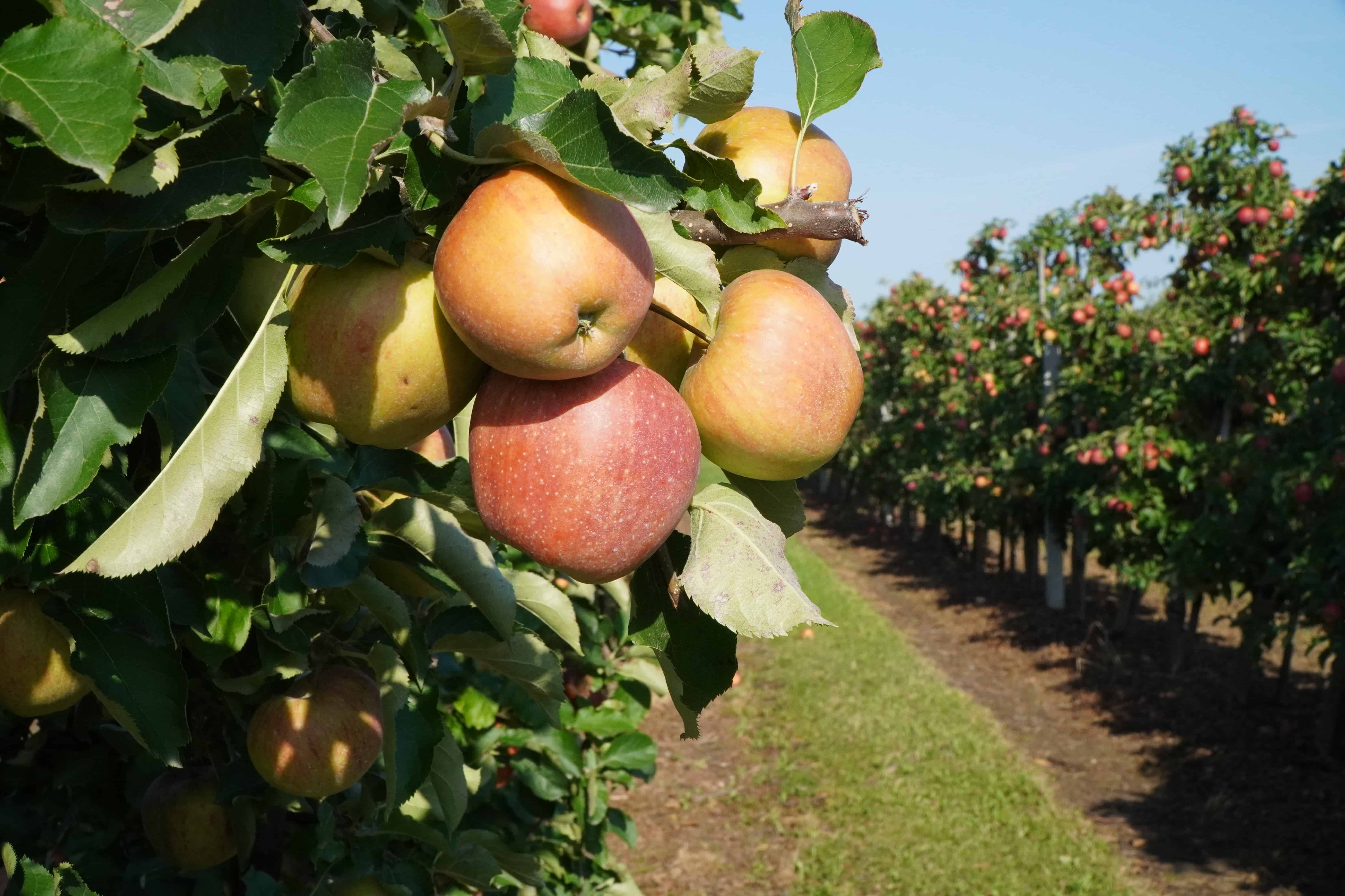 Prognoza na tydzień: ciepło, z przelotnymi opadami