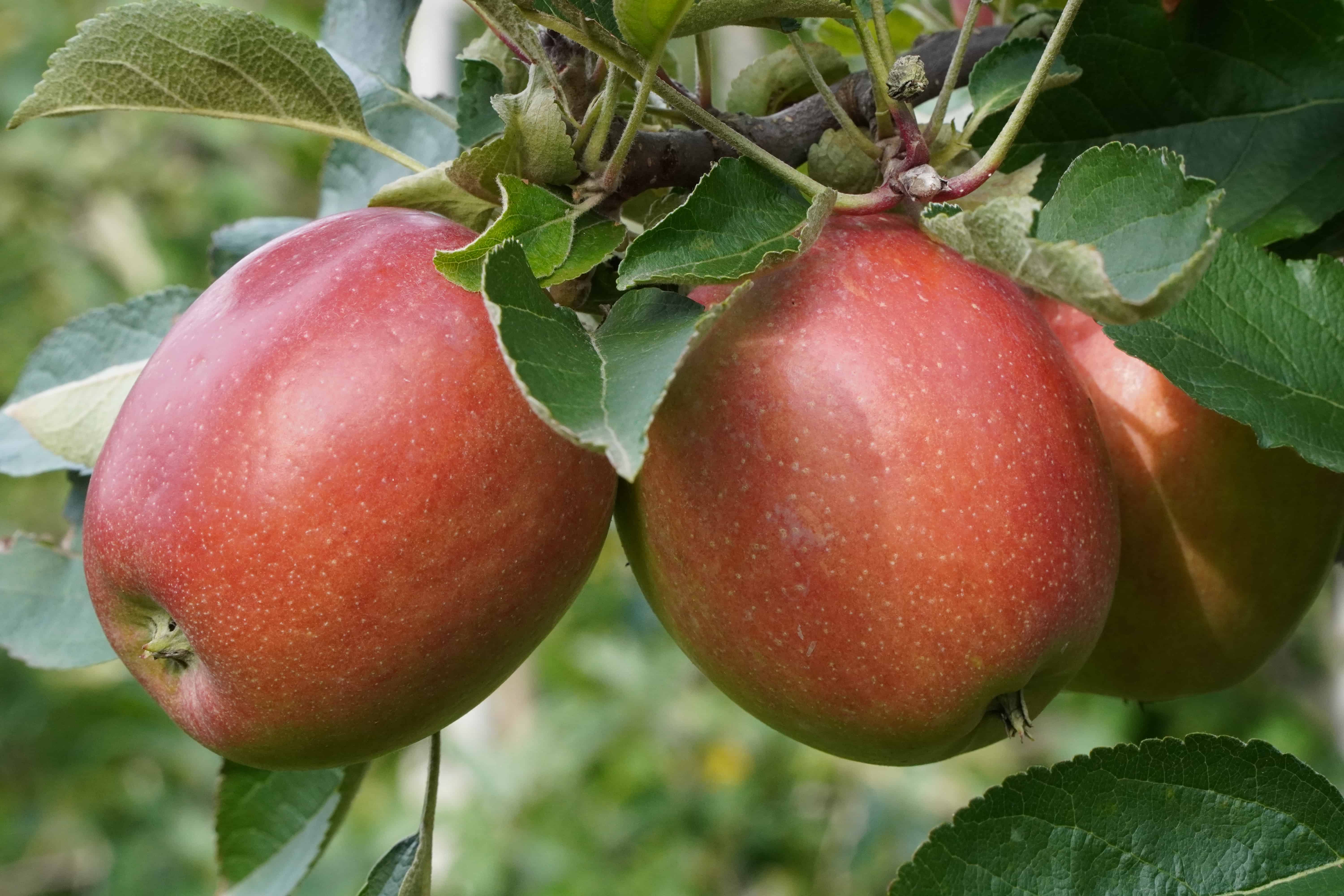 Deficyt jabłek deserowych na Ukrainie