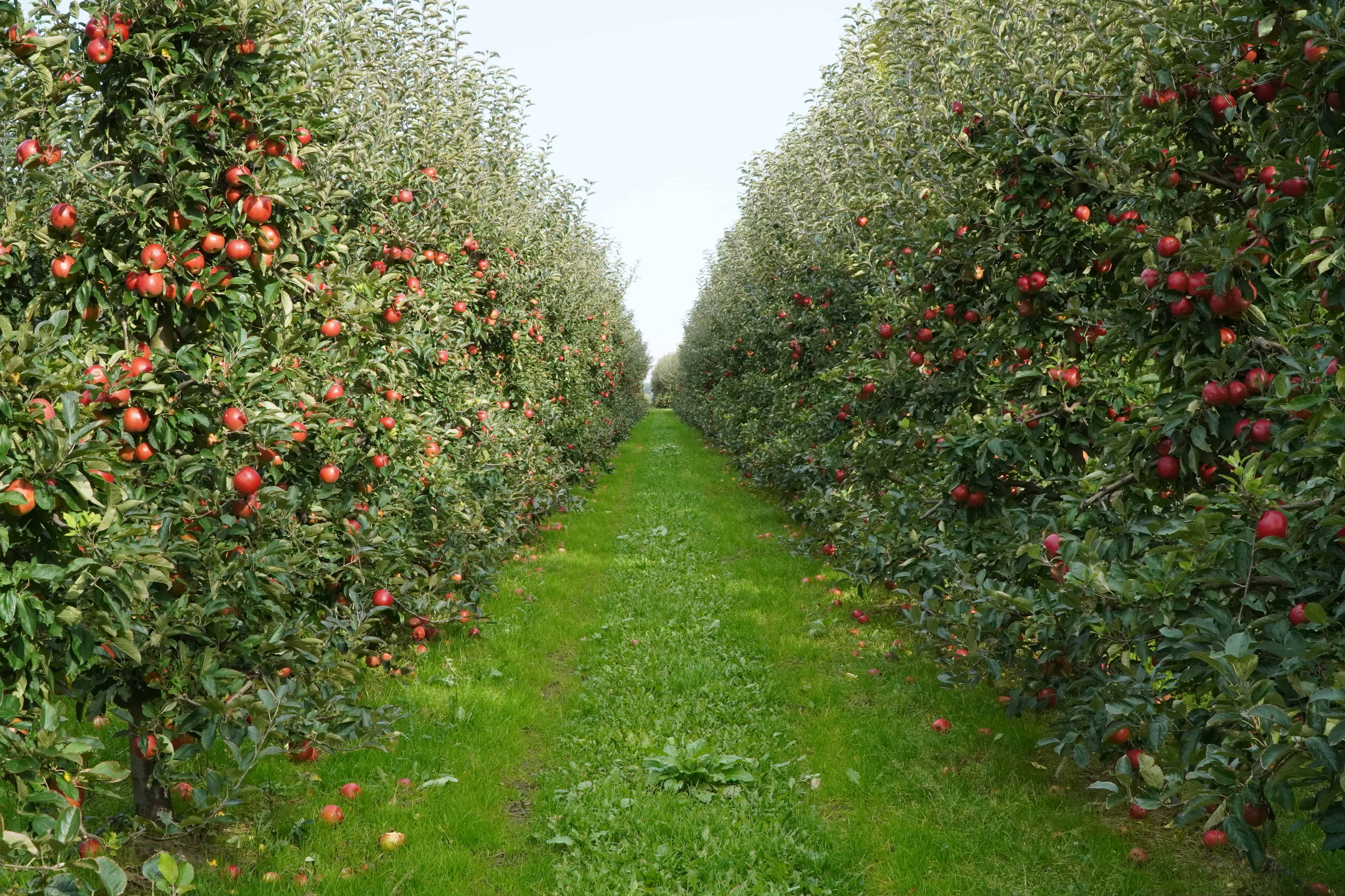 Sadownictwo w Chorwacji