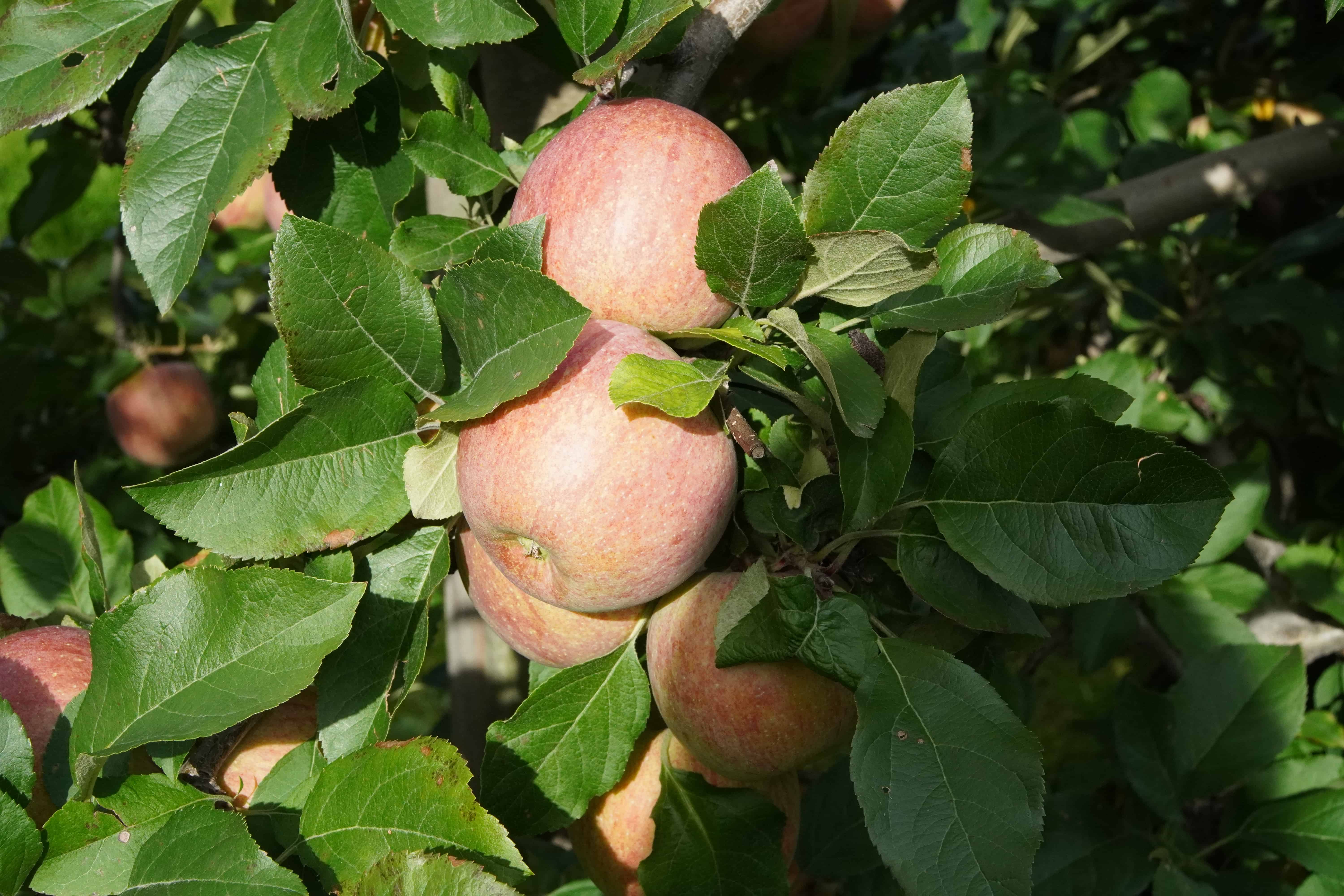 Powrót babiego lata w weekend?