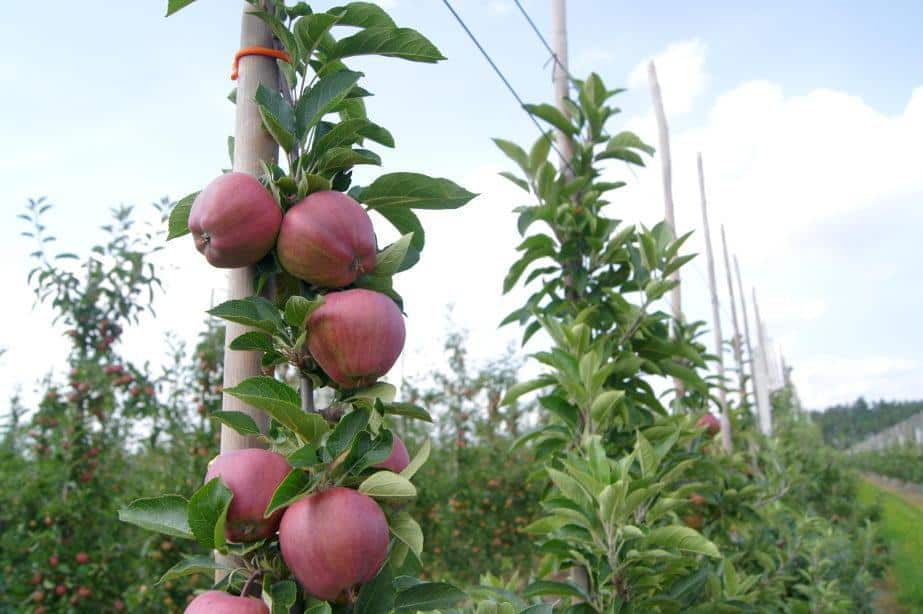 KRUS: Dopłaty do ubezpieczeń upraw rolnych i zwierząt