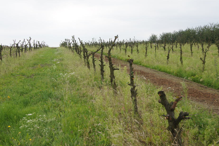 Serbskie wiśnie: Niskie ceny i problem ze zbytem