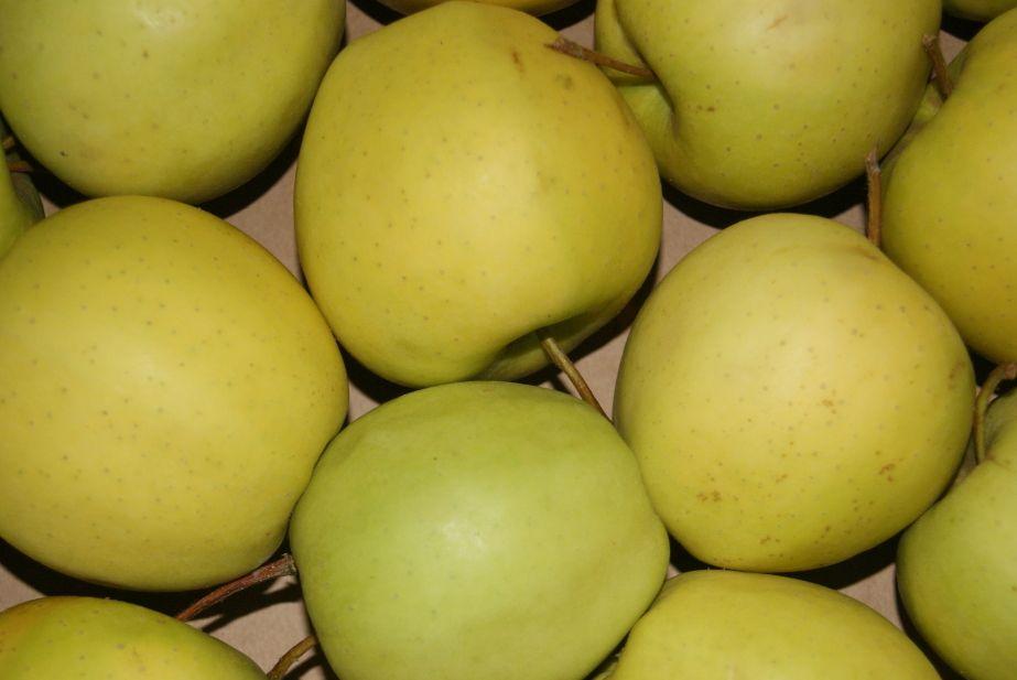Golden Delicious: Ceny na Ukrainie i w Rosji