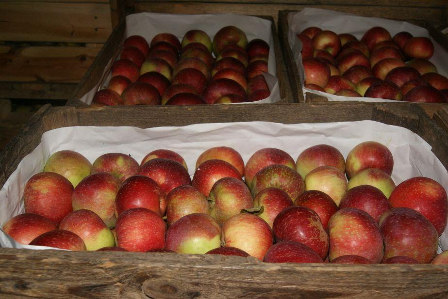 Ceny jabłek niższe niż przed miesiącem