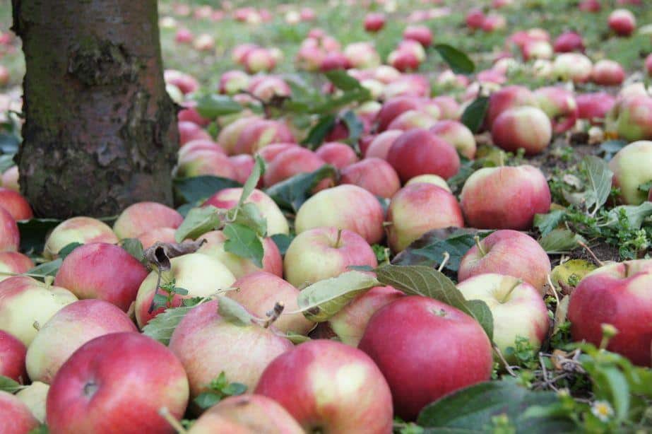 Apel Związku Sadowników: Wstrzymajcie się ze sprzedażą przemysłu! Poczekajcie na 25 gr/kg!