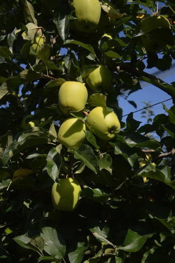 Dlaczego polskie jabłka nie docierają do Chin w takiej kondycji jak włoskie?