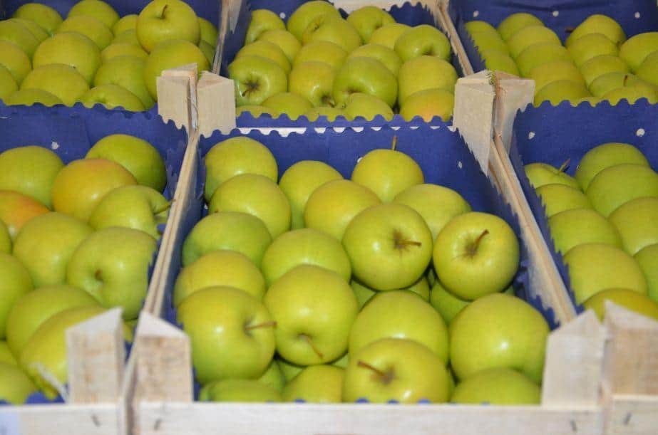 Jakich odmian jabłek poszukują obecnie pośrednicy?
