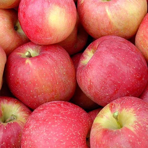 Nowe odmiany klubowe z USA – krewni ‘Honeycrisp’a’