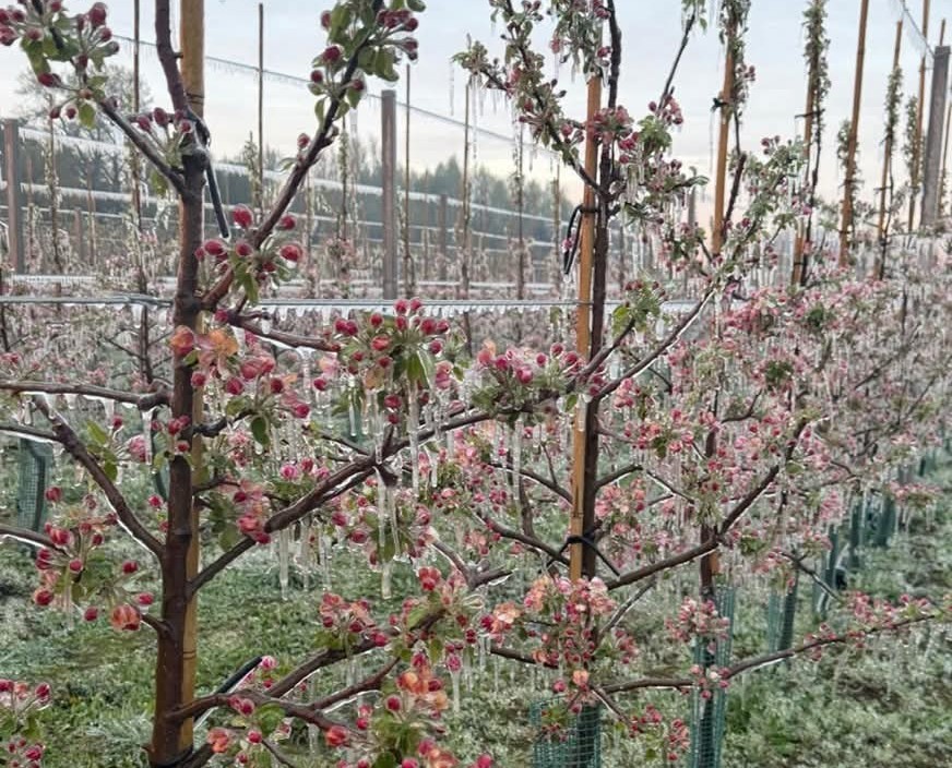 Przymrozki - Komunikat Sadowniczy PROCAM z dnia 27.04.2026 