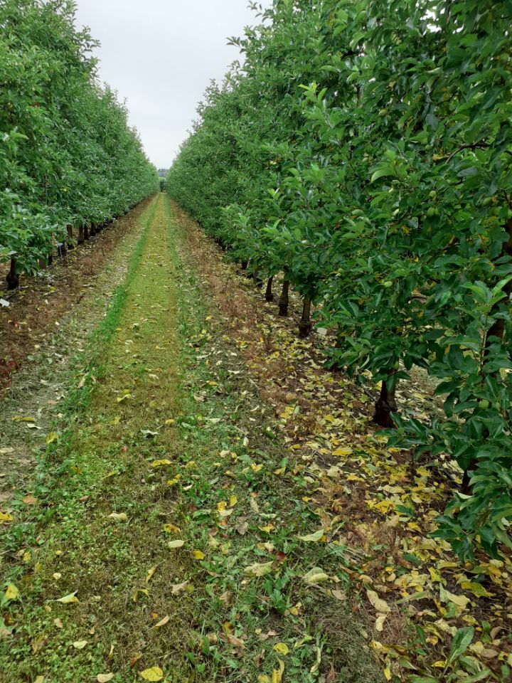 Fot._6_-_Przedwczesna_defoliacja_w_kwaterze_Golden_Delicious_-_03.07.2021.JPG
