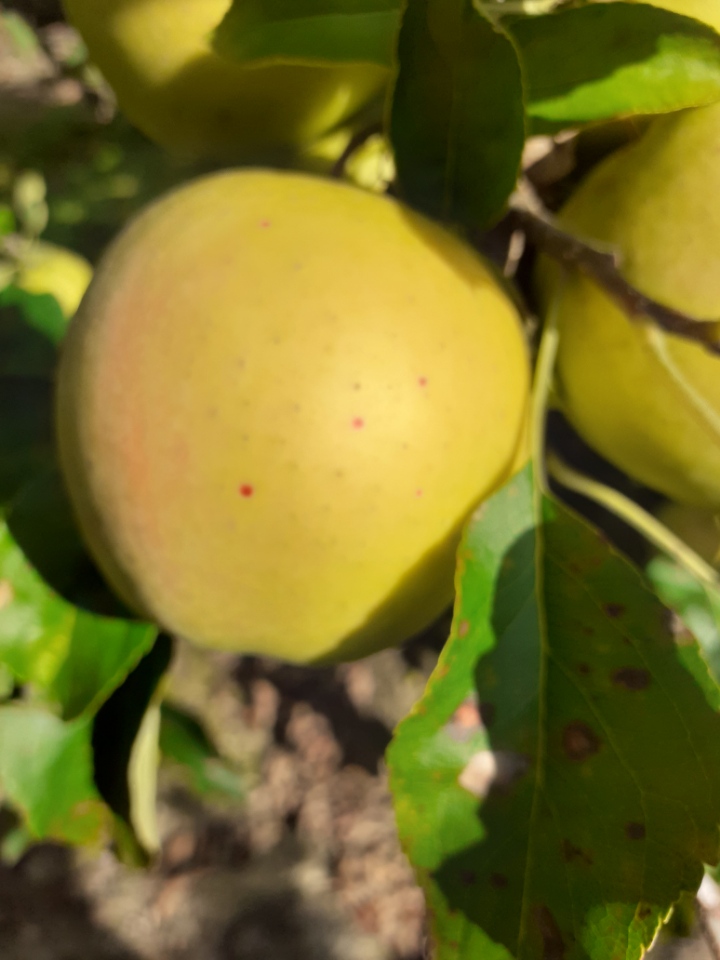 Fot._7_-_Objawy_nekrotycznej_plamistości_liści_na_owocu_odm._Golden_Delicious_-_19.09.2020.JPG