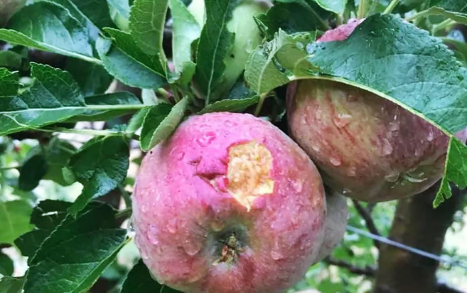 Argentyna: Gradobicie na 500 hektarach tuż przed zbiorami