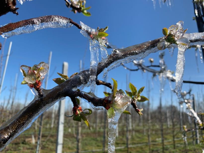 Uzbekistan: Oszacowano straty po kwietniowych mrozach