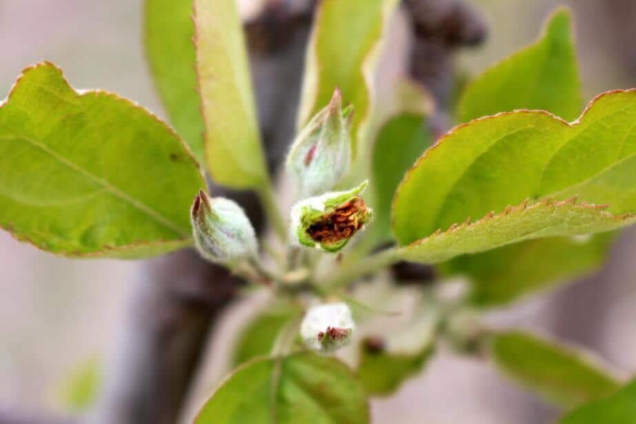 Co możemy zrobić po przymrozkach? Polecamy