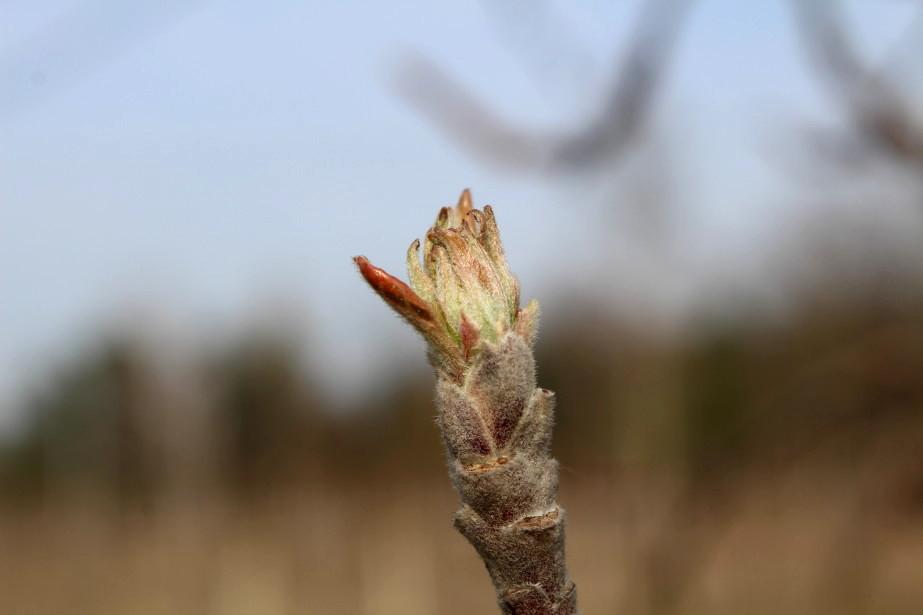 KOMUNIKAT SKS NR 1, Jabłonie
