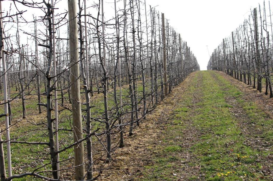 KOMUNIKAT SKS NR 2, 05.04.2019, Jabłoń, grusza