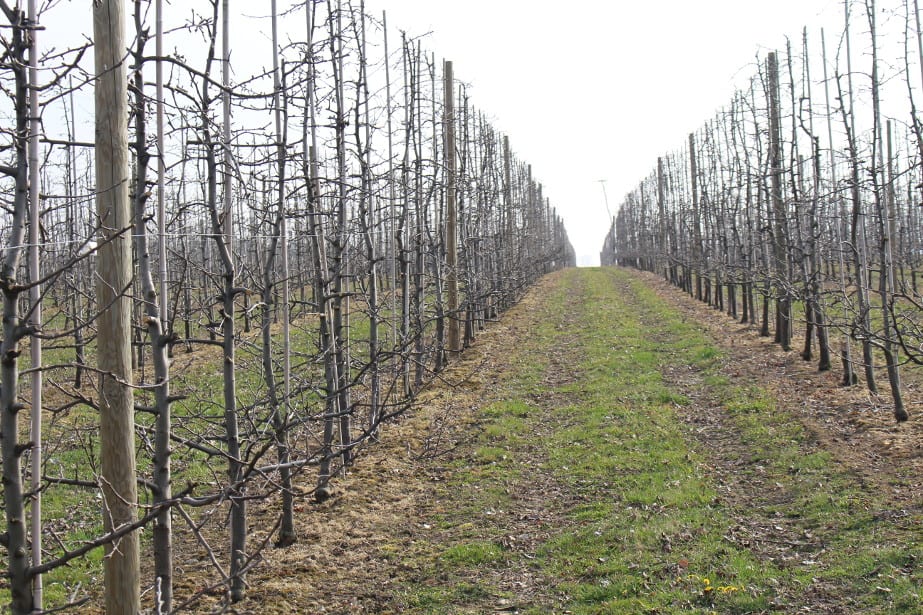 SADOWNICZA TARCZA ANTYKRYZYSOWA - propozycje Związku Sadowników RP