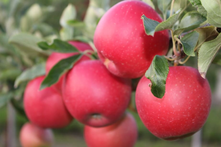 Produkcja jabłek na południowej półkuli bez większych zmian