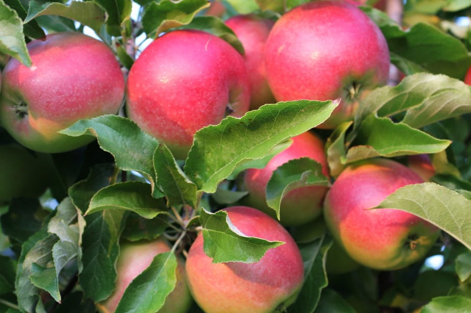 Ligol już niedługo Panem Ligolem?