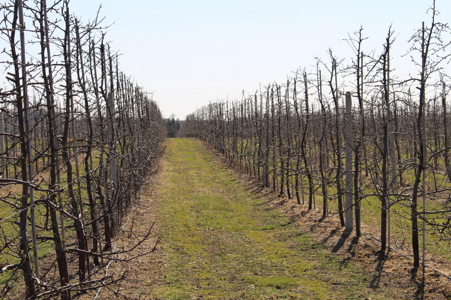 Sadownicy nie chcą linii kolejowych wśród sadów?