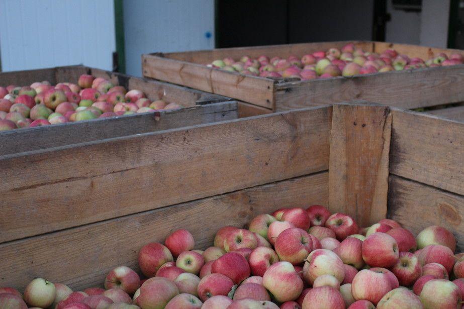 Inspekcja Handlowa kontroluje skupy owoców – sprawdza czy ceny ustalane są zgodnie z prawem