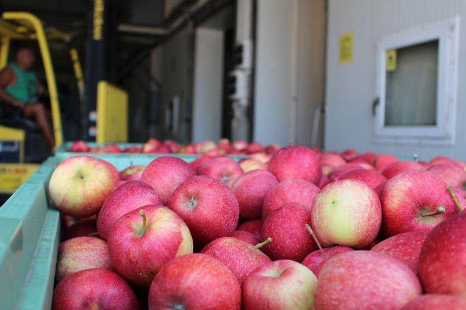 Podwyżki cen prądu a sadownictwo