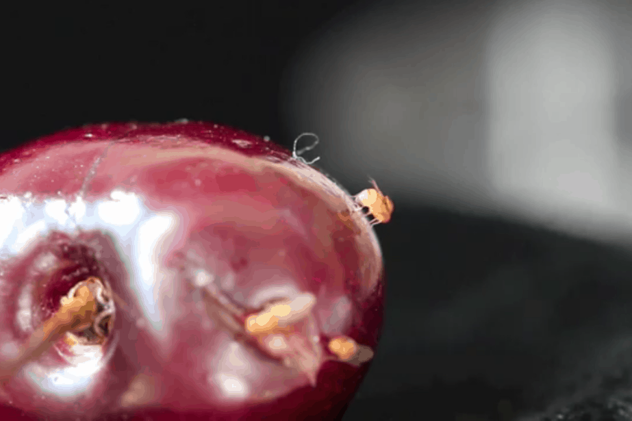 Sprowadzenie azjatyckich wrogów naturalnych sposobem na inwazyjną drozofilę?