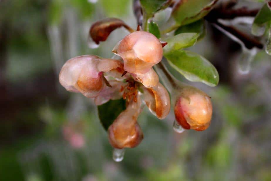 Ochronić sad przed późnowiosennymi przymrozkami
