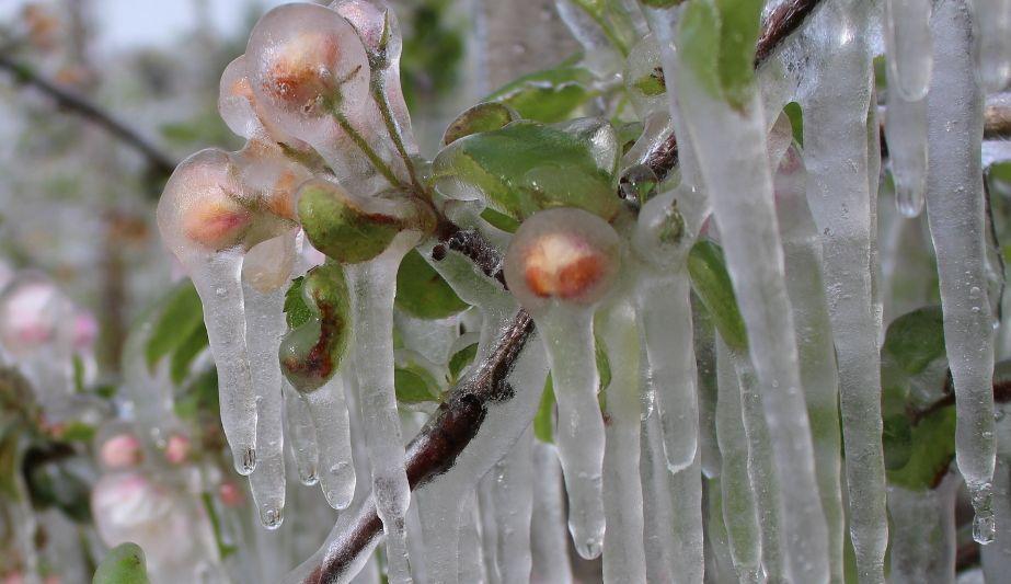 Mrozy w Chinach: Straty w sadach! Ważne!