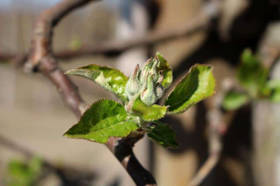 Projekt „Czysty Owoc” cz. 1 Piotr Zieliński, Biocont